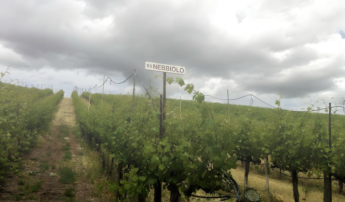 Nebbiolo 从雾中透出的葡萄品种