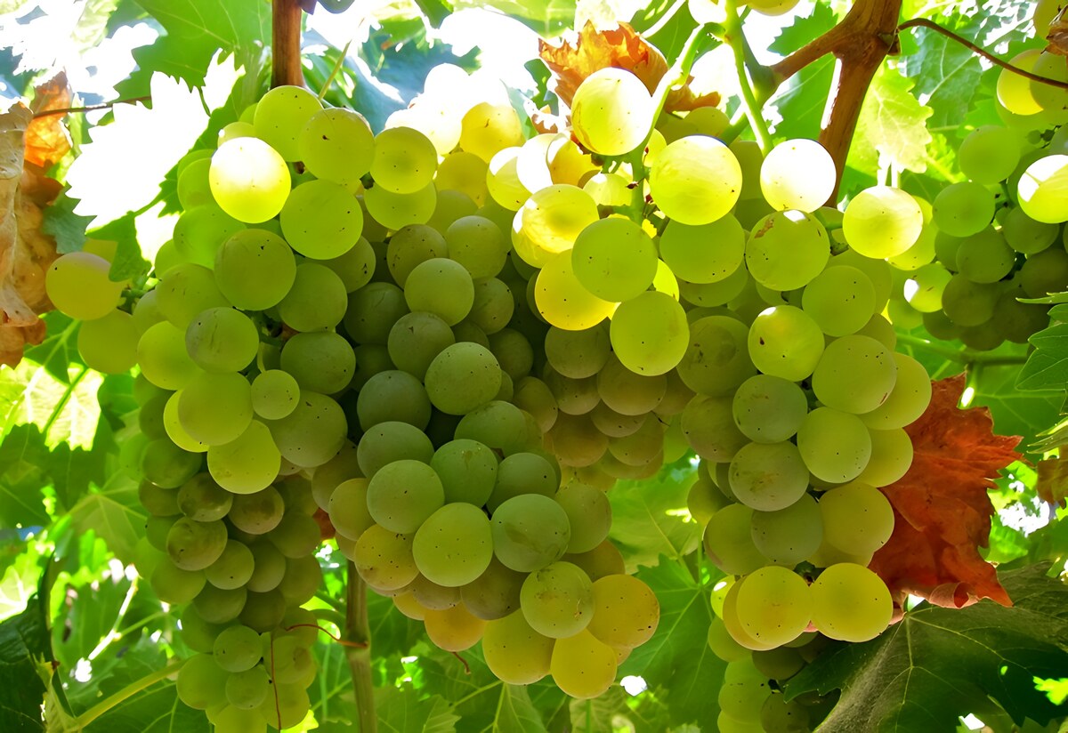 Vermentino, Old Sea Wolf