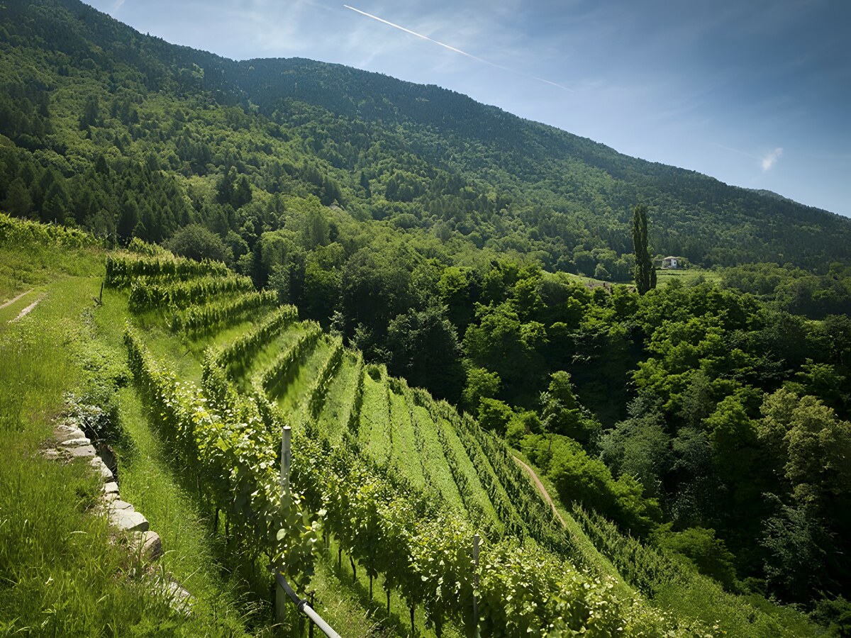 Gewurztraminer: le prix fait-il la différence?