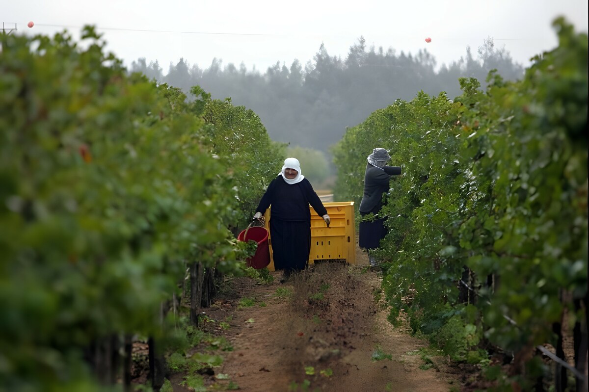 Produrre Vino nella striscia di Gaza?