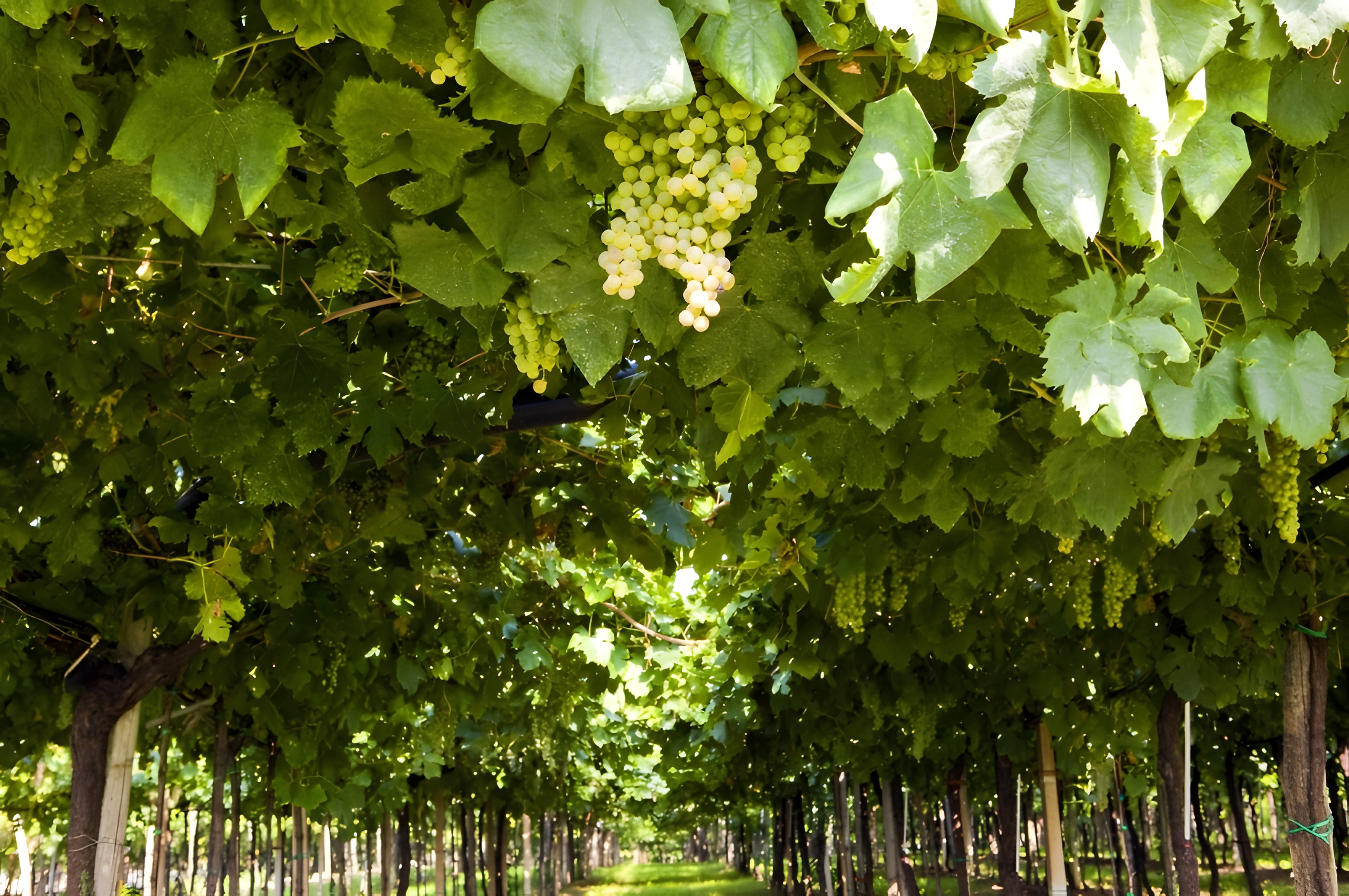 Le Trebbiano d'Abruzzo, un cépage qui traverse le temps