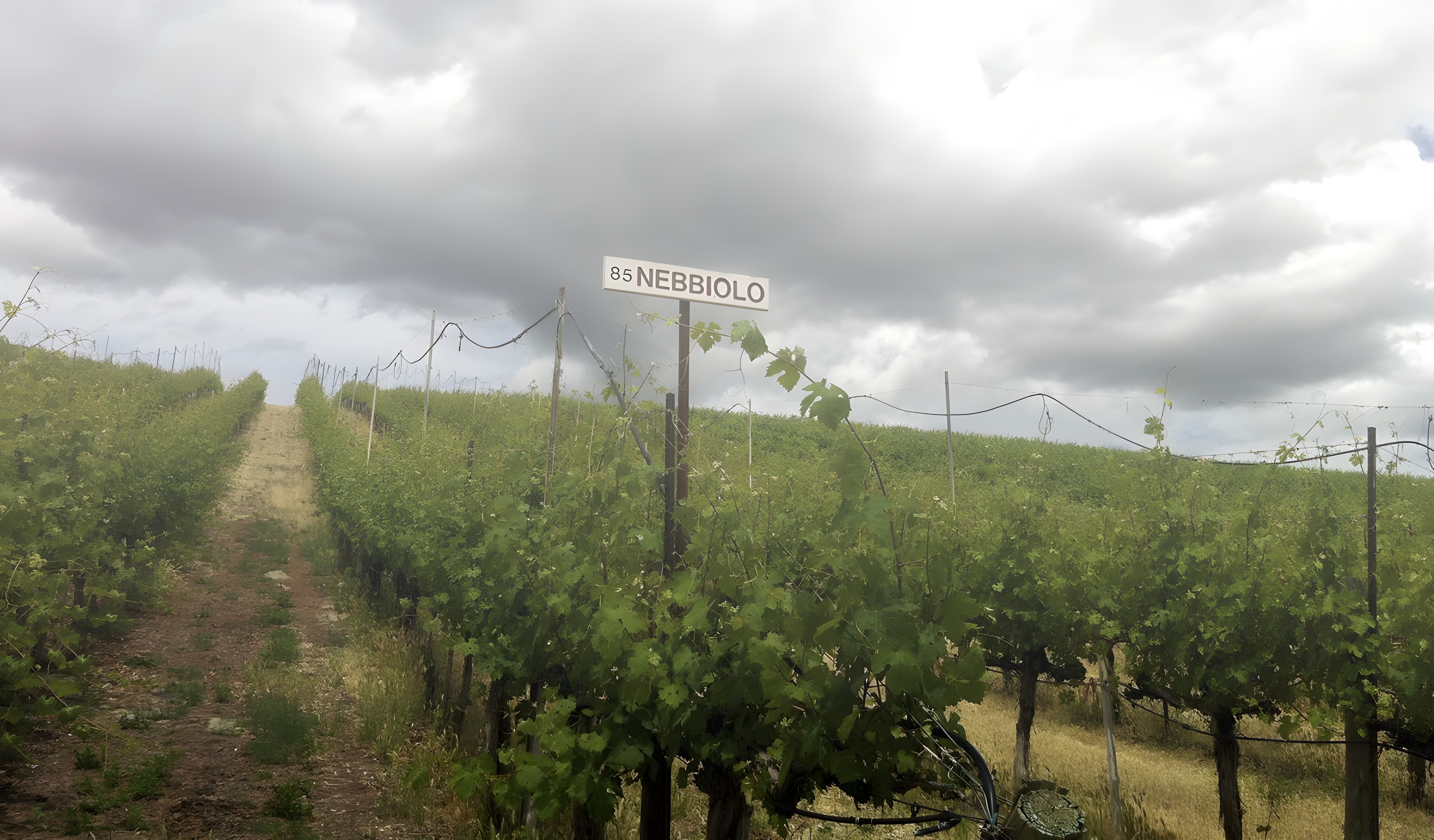Nebbiolo – 霧の中から現れるブドウ品種