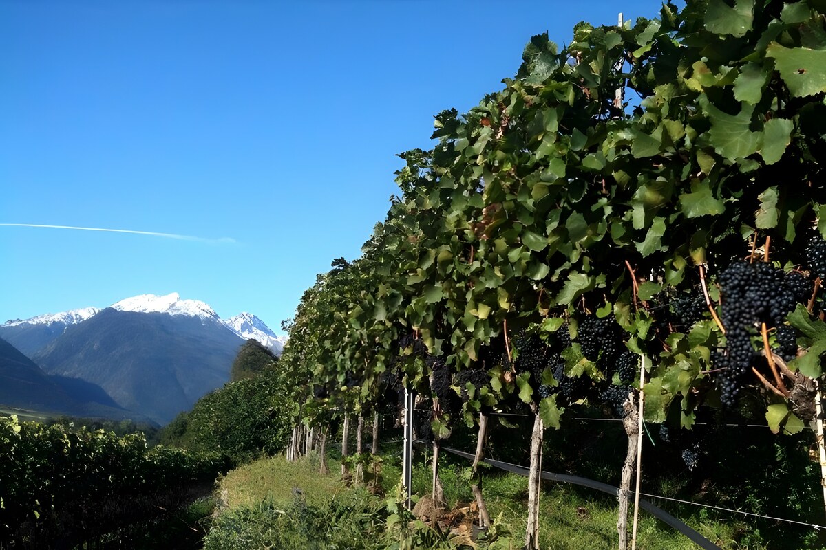 ブルゴーニュからイタリア全土へ、Pinot Nero ブドウ品種の王子