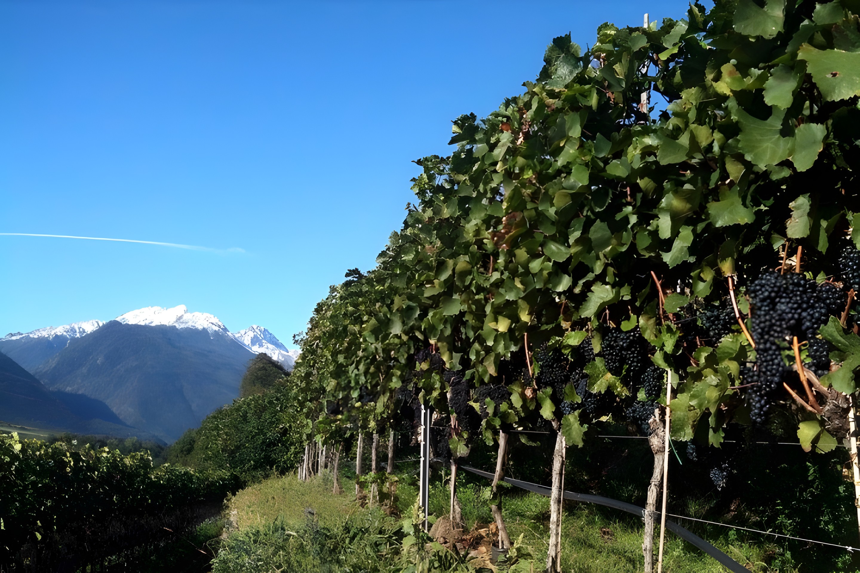 De la Bourgogne au reste de l'Italie, Pinot Nero le prince des cépages