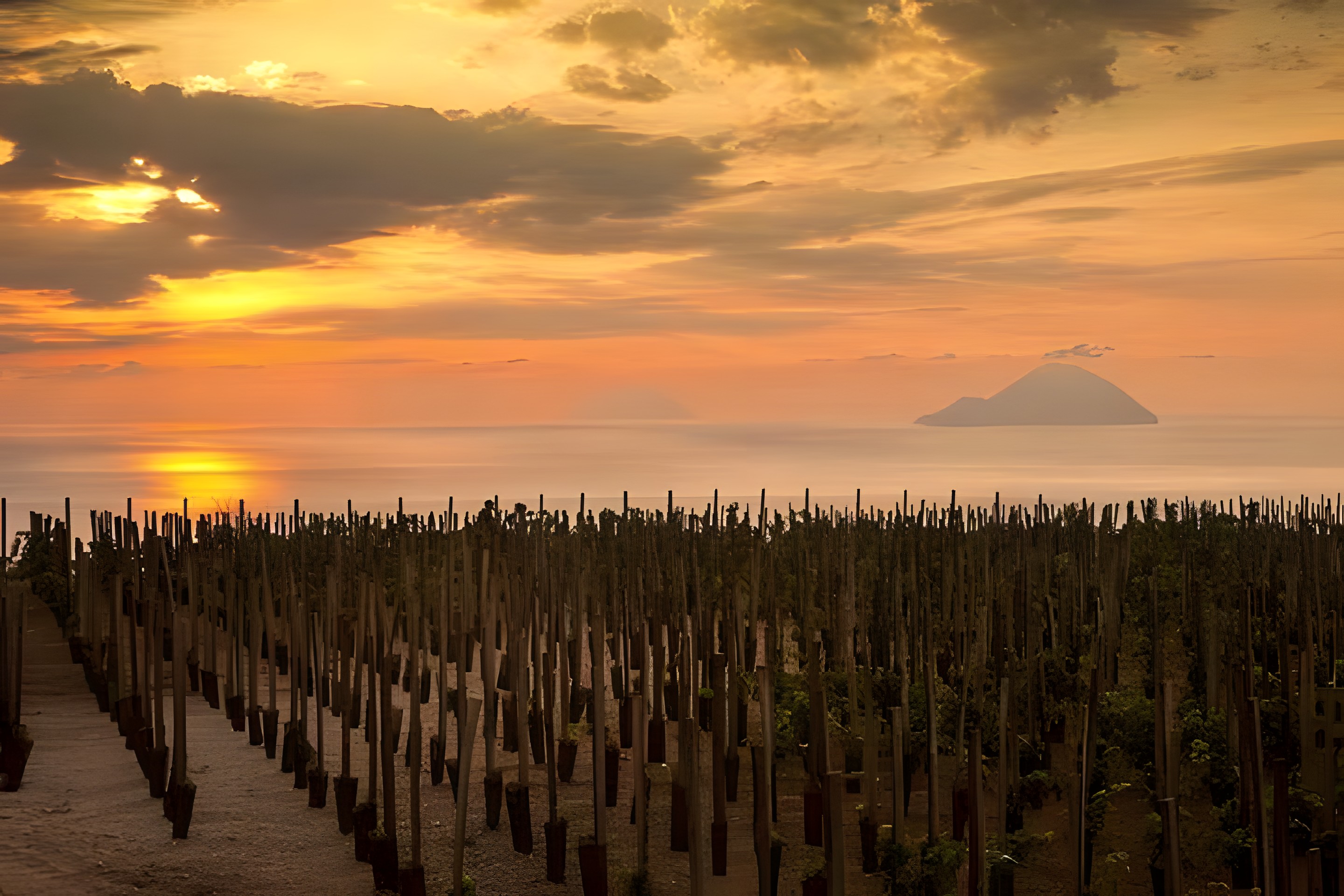 Rosa Caolino : un vin rosé né en Sicile