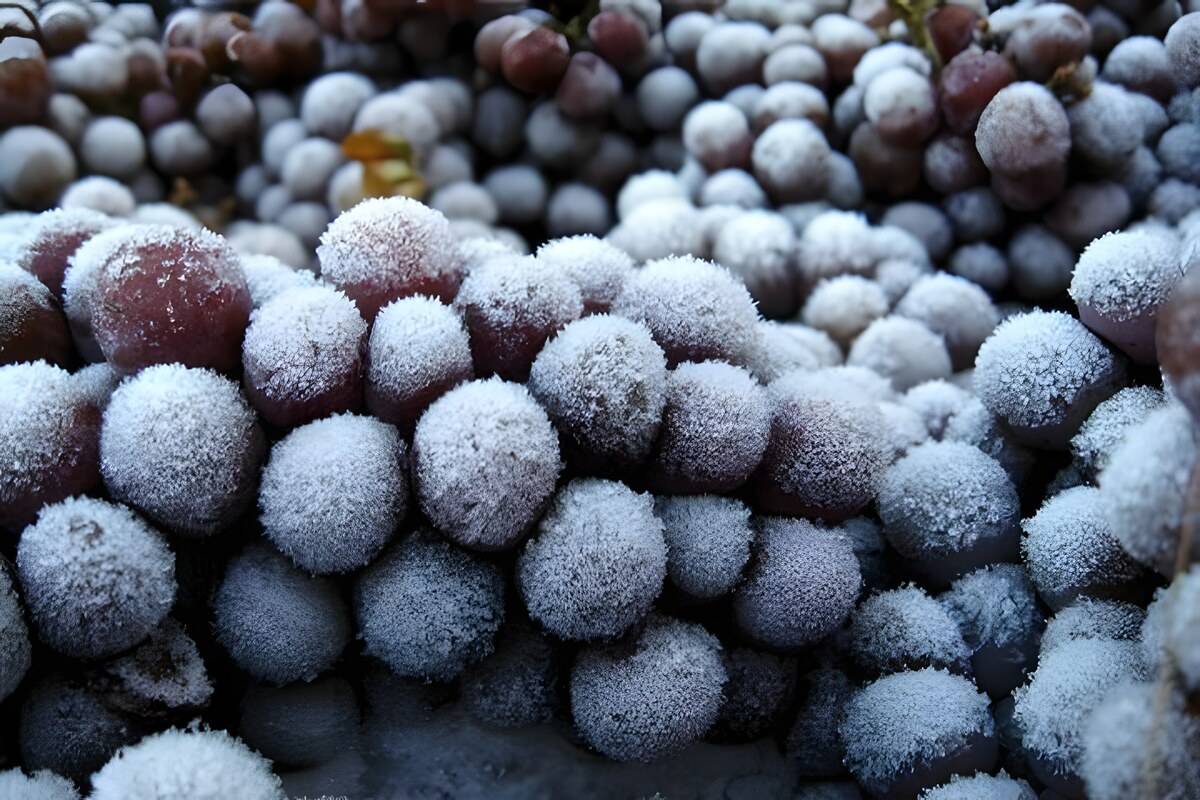 Icewine o Eiswein：什么是冰酒？