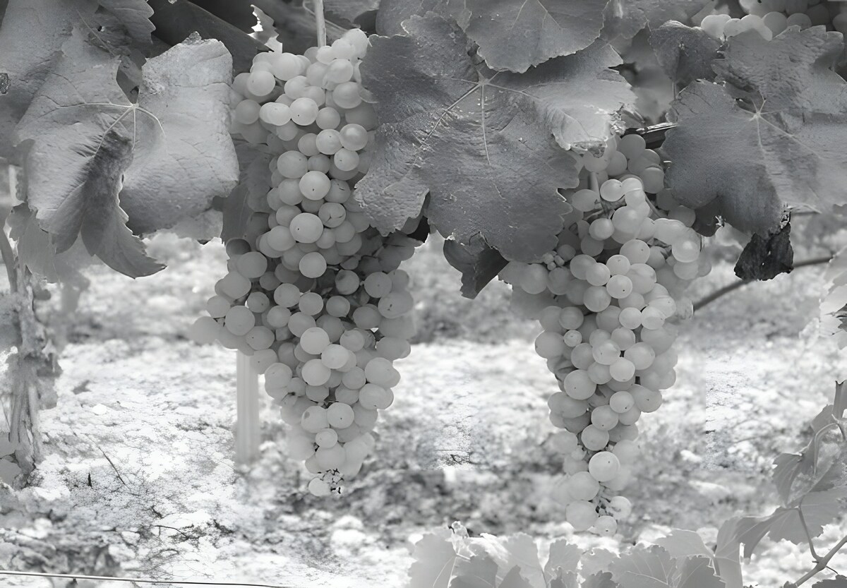 La Vernaccia di Oristano : une rareté née des larmes d'une Sainte