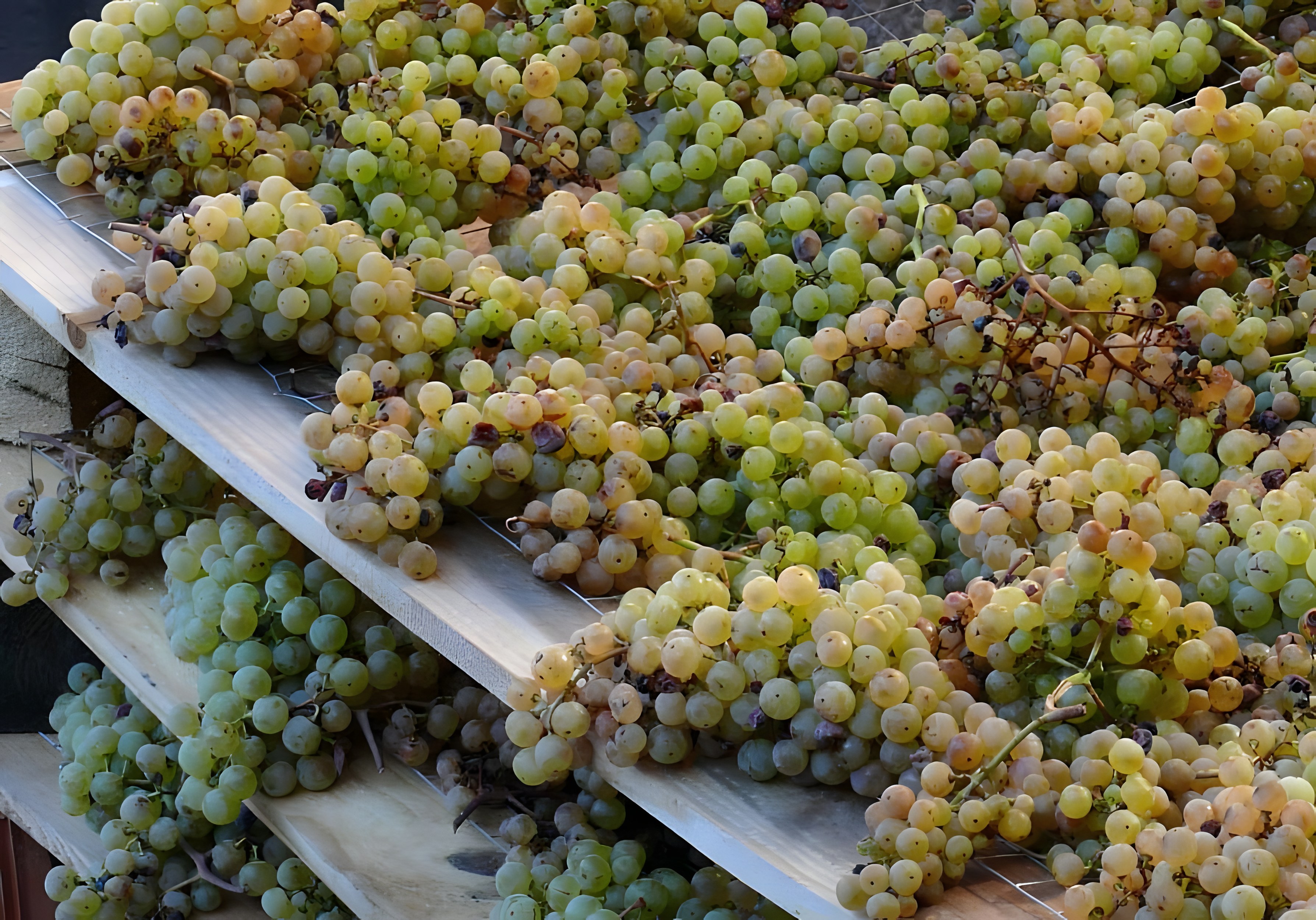 Scopriamo insieme i vini passiti