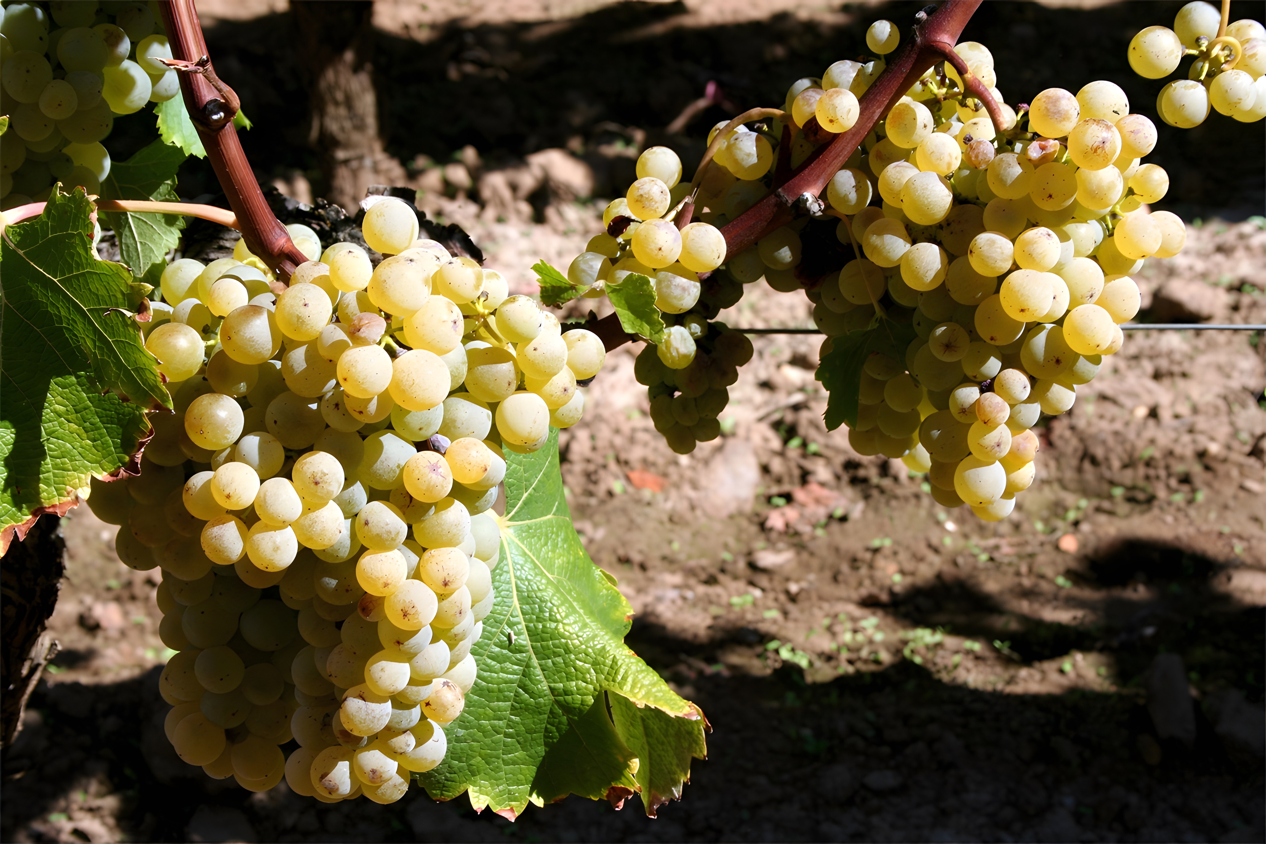 Sauternes, l'archetipo del Vino