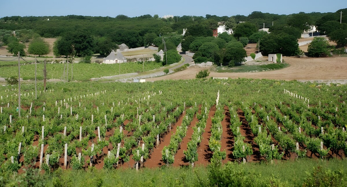 La notte prima della vendemmia - Contest #StorieDiVino